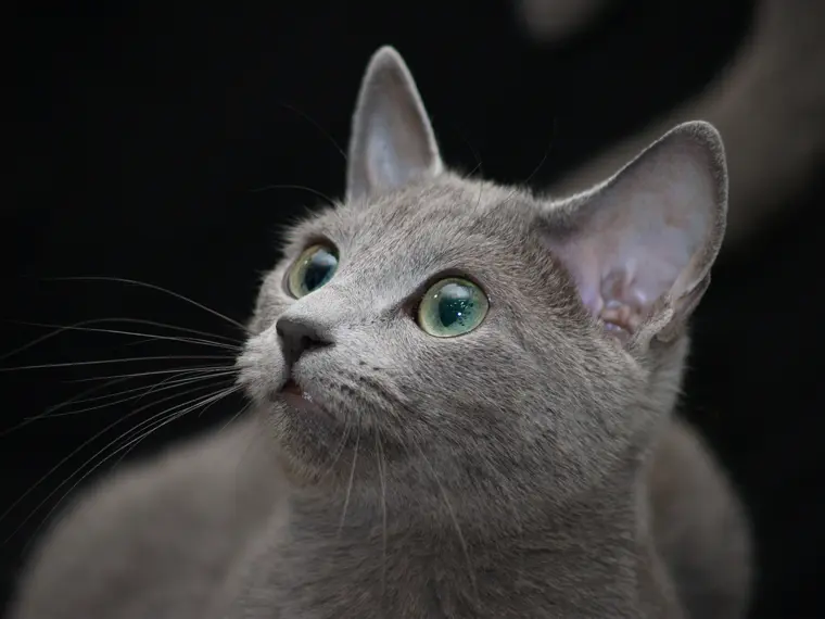 Русская голубая