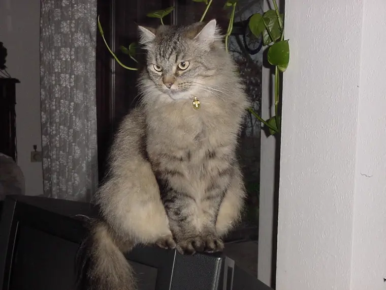 Сибирская кошка